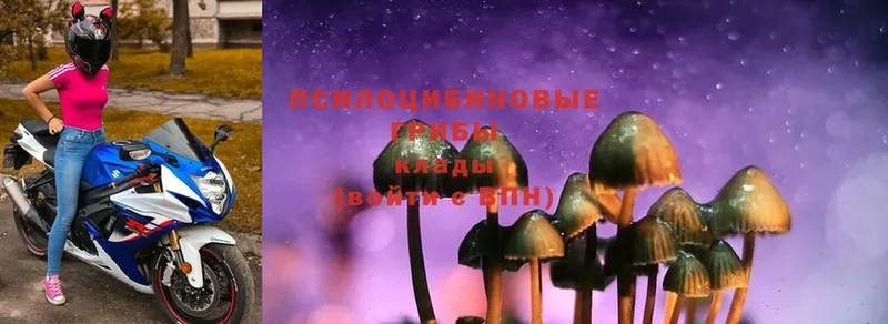 OMG маркетплейс  купить   Зерноград  Псилоцибиновые грибы MAGIC MUSHROOMS 